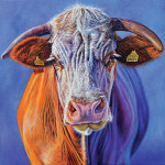 Portrait of a cow with a blue background painted in oil on canvas; Kuhporträt vor blauem Hintergrund gemalt in Öl auf Leinwand