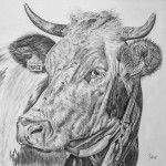 Portrait of a cow in pencil on white Paper;  Kuhporträt gezeichnet mit Bleistift auf weißem Papier